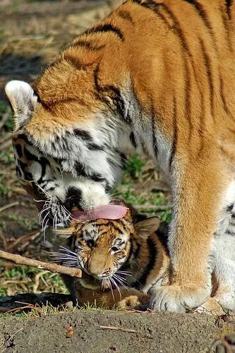 Tiger mom zhao wei. Tiger mom zhao wei. Tiger mom. Tiger mom zhao wei. Tiger mom.