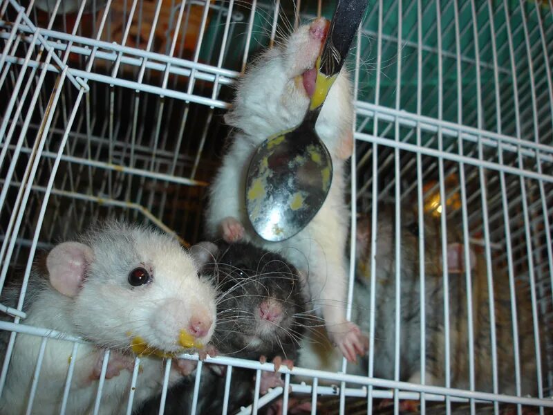 сколько кормить крыс