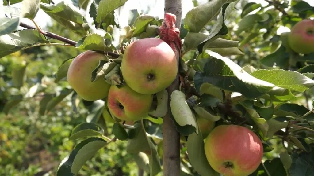 Яблоки сорт фуджи флорина. Яблоня уральское призовое. Яблоня полукультурка уральское наливное. Уральские сорта яблонь фото. Уральские сорта яблонь фото.