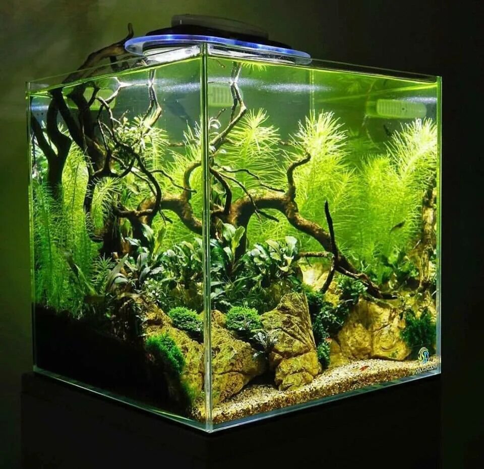 Живая вода аквариум. Аквадизайн аквариумы. Морской акваскейп. Аквадизайн аквариума 33л. Дизайнерский аквариум.