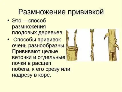Размножение плодовых растений