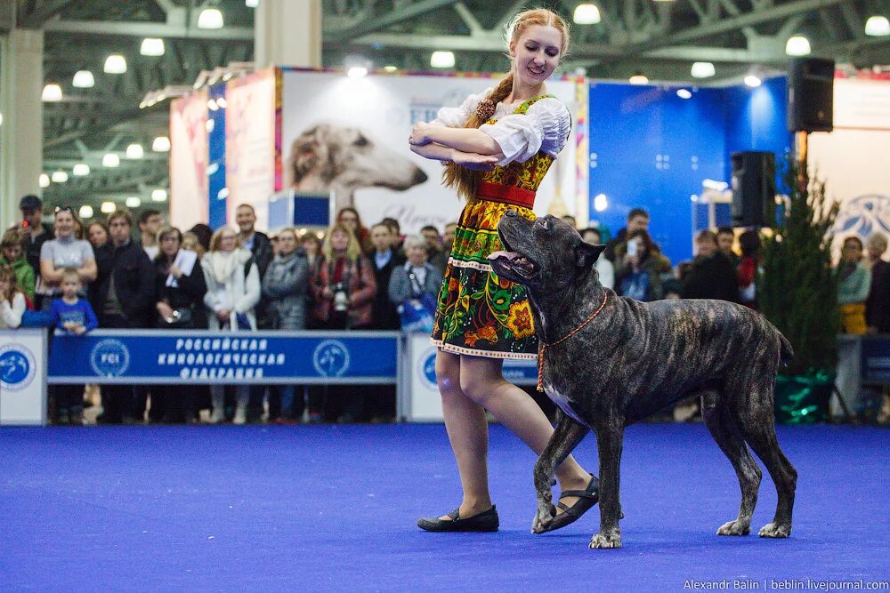 На выставке собак. Выставка собак в москве в феврале. На выставке собак. Выставочные собаки. Выставка собак евразия.