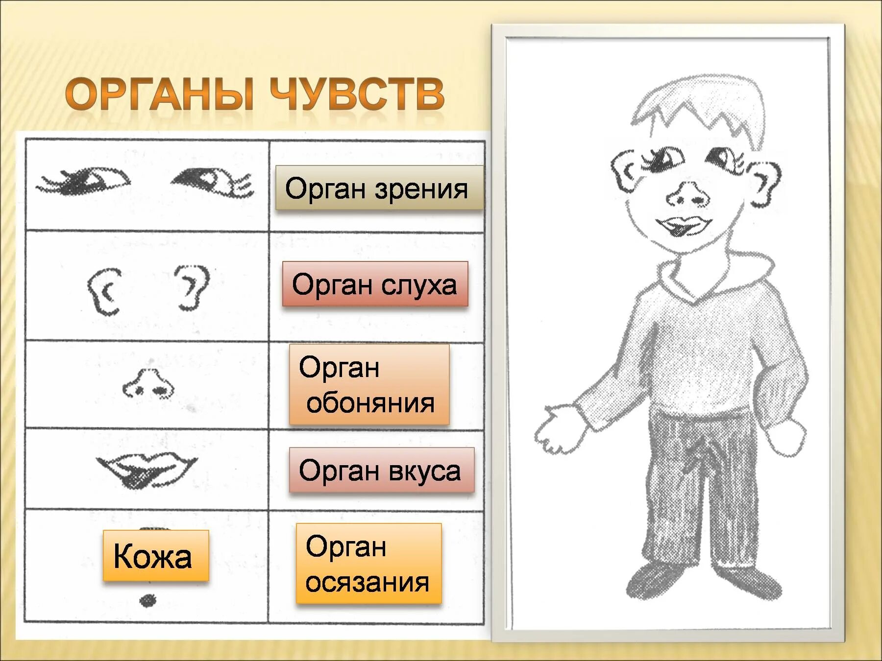 Название органов чувств. Органы чувств. Органы чувств человека для детей. Карточки с изображением органов чувств. Органы чувств картинки для детей.