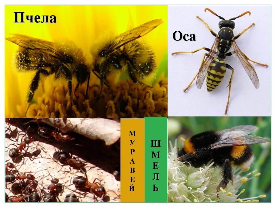 Различия пчел. Пчела и Оса. Разница ОС И пчел. Отличие пчел от ОС. Оса и пчела различия.