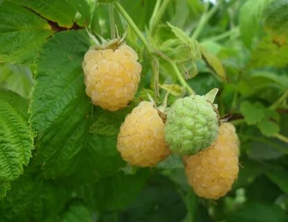 Какую почву любит малина
