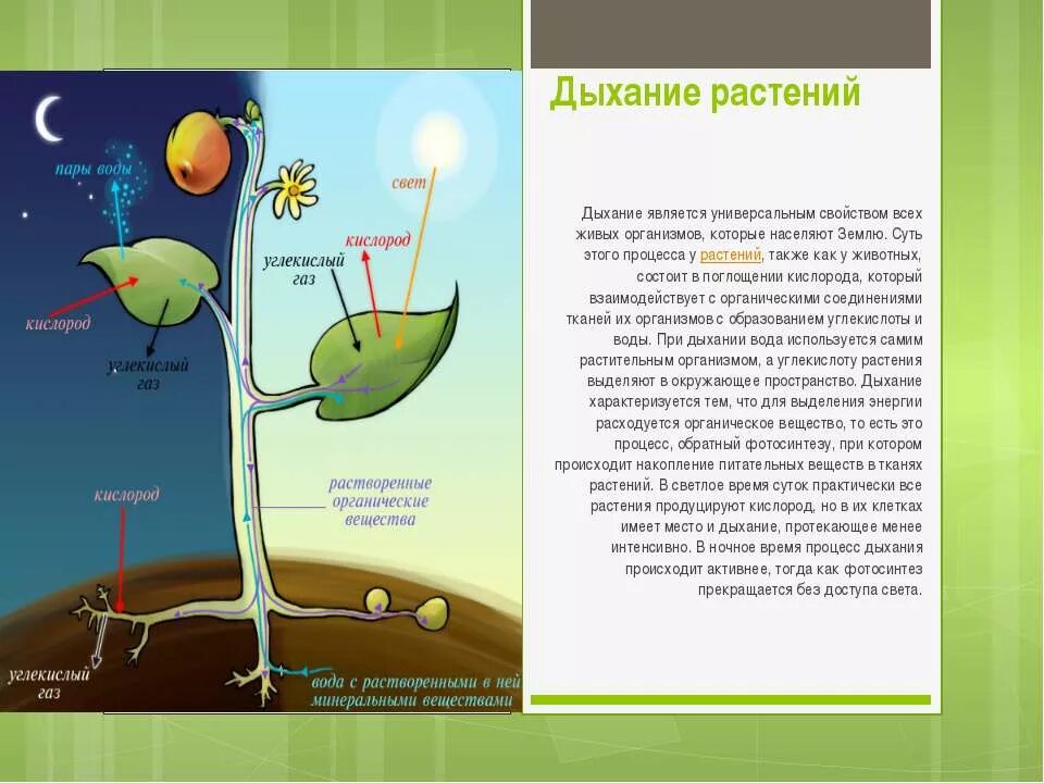 Задания по теме фотосинтез 6 класс. Схему процесса дыхания и фотосинтеза у растений. Фотосинтез и дыхание растений 6 класс. Процессы происходящие при дыхании растений. Схема процесса дыхания растения 6 класс.