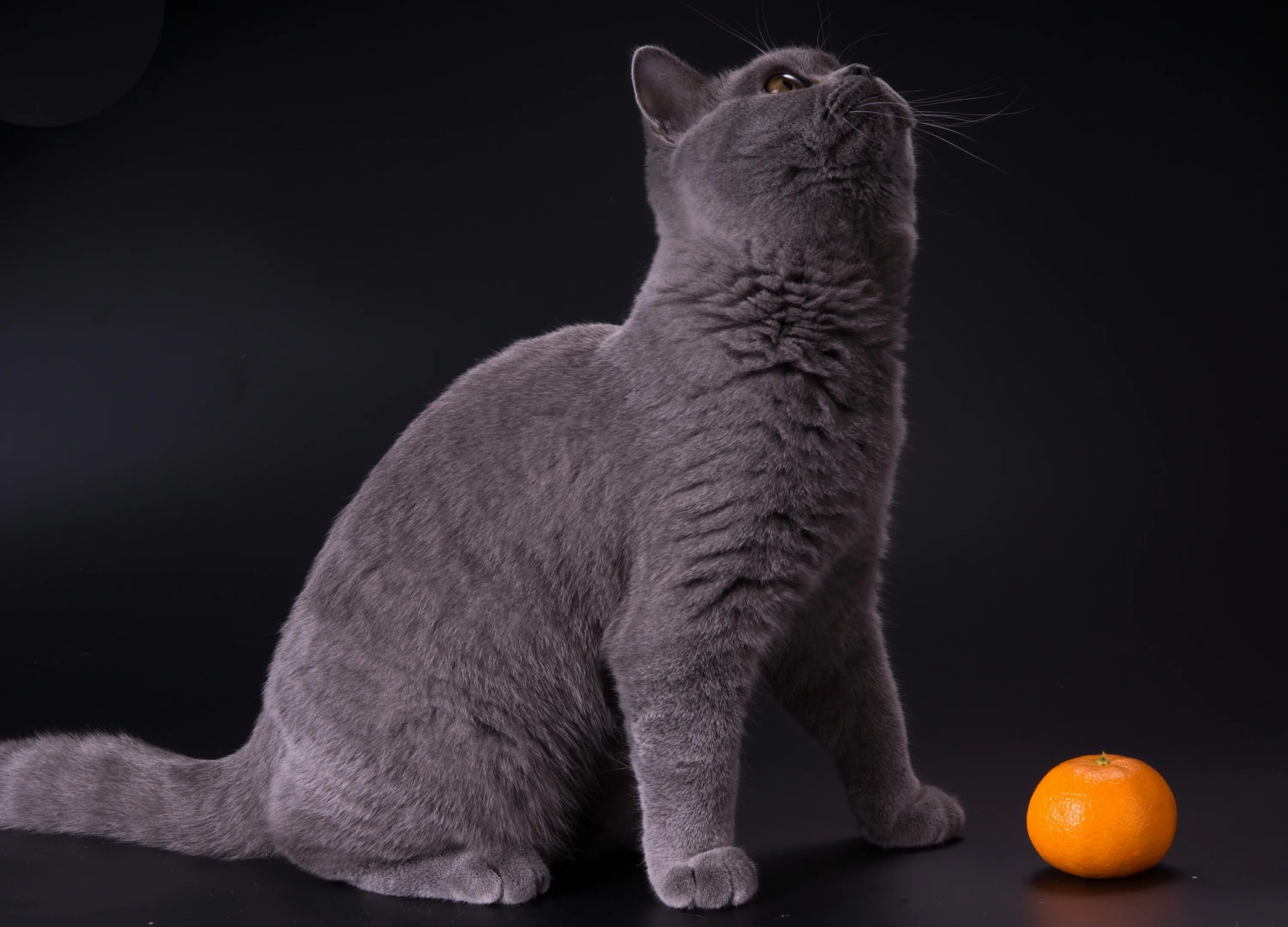 Что есть британская кошка. Шотландская вислоухая кошка. британец кот. королевский британец. кошка серая.