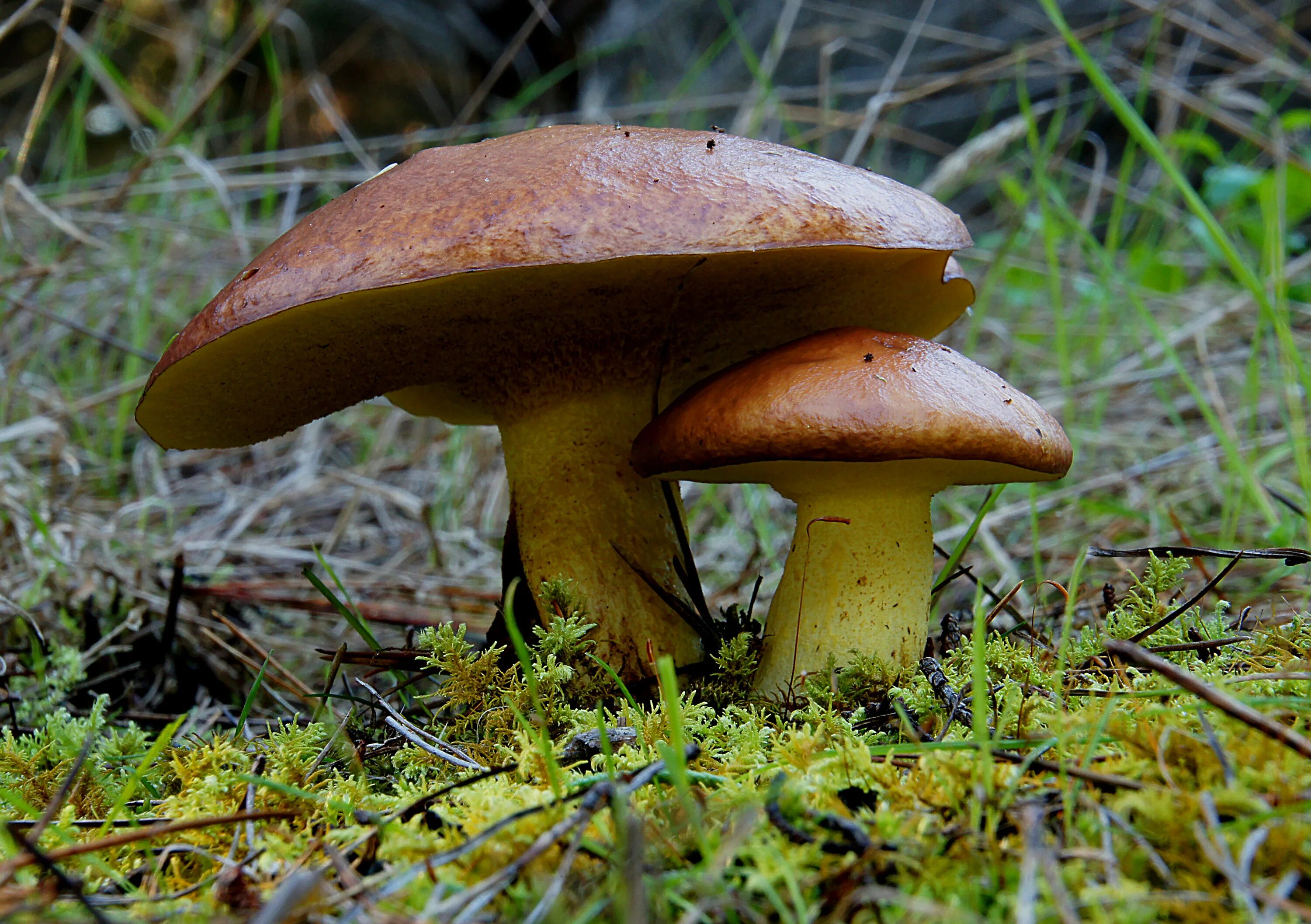 Масленок. Suillus collinitus. Грибы маслята. Съедобные грибы маслята. Боровик масленок.