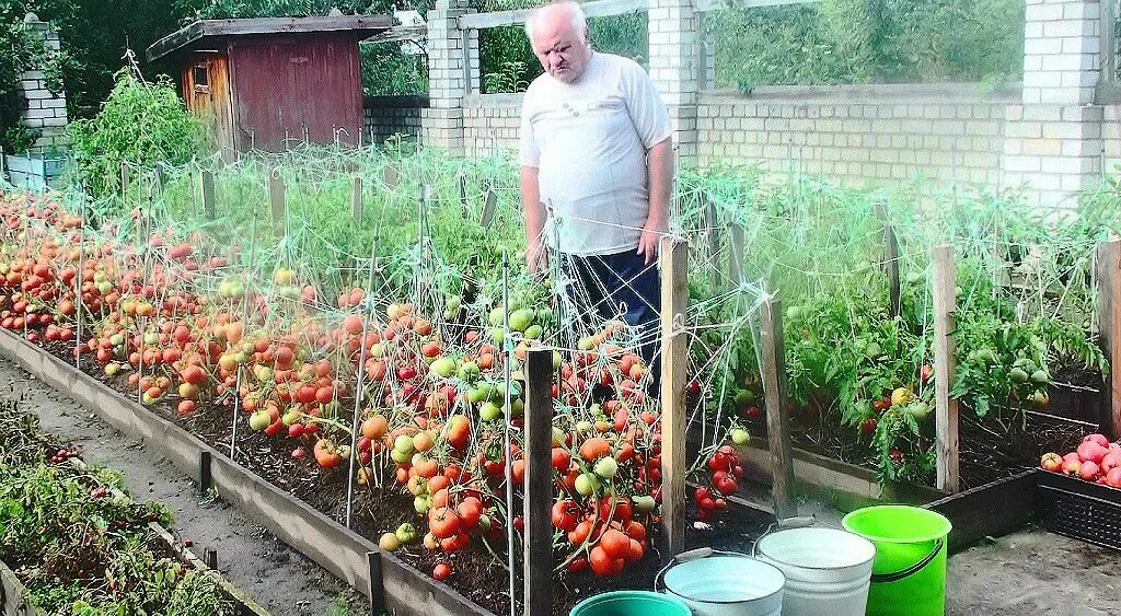 Челябинск сайт огород. Томаты сорт дедовские.