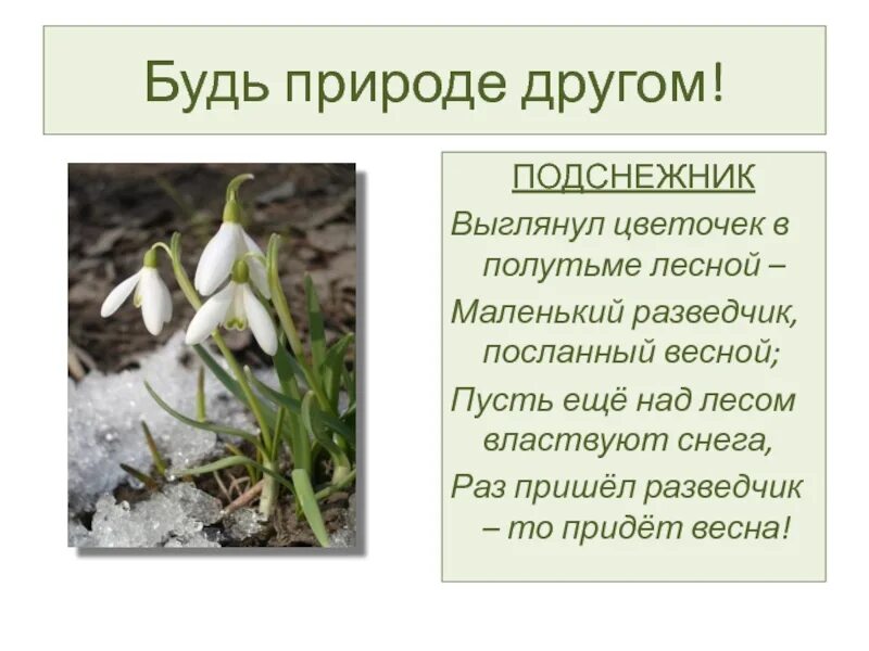 Выглянул подснежник в полутьме. Маленький Подснежник посланный весной. Выглянул Подснежник. Выглянул Подснежник в полутьме Лесной.