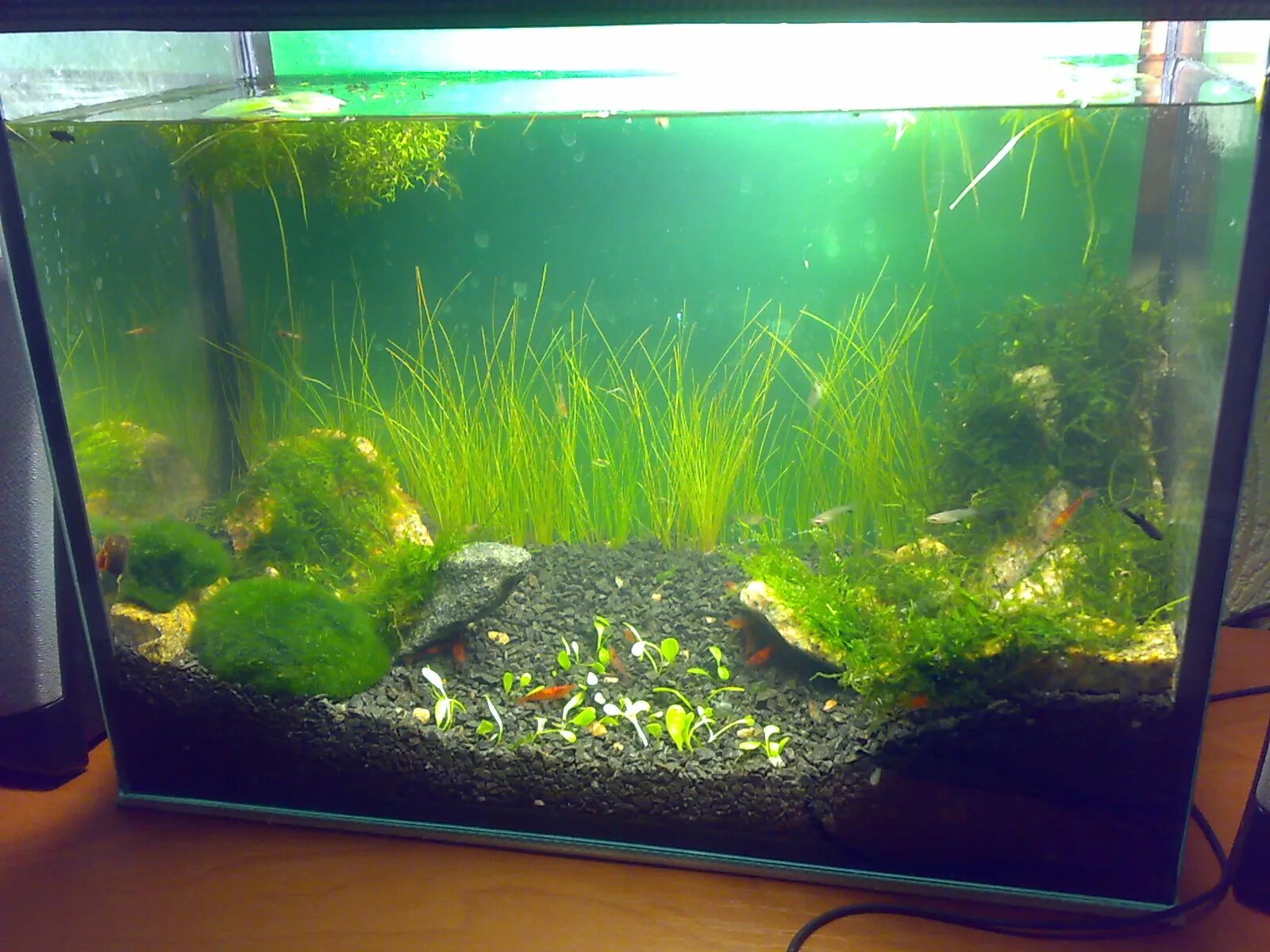 Чтобы аквариум не зеленел. Сине-зеленые водоросли цианобактерии в аквариуме. Водоросли ксенококус в аквариуме. Налет на аквариуме. Зеленый аквариум.