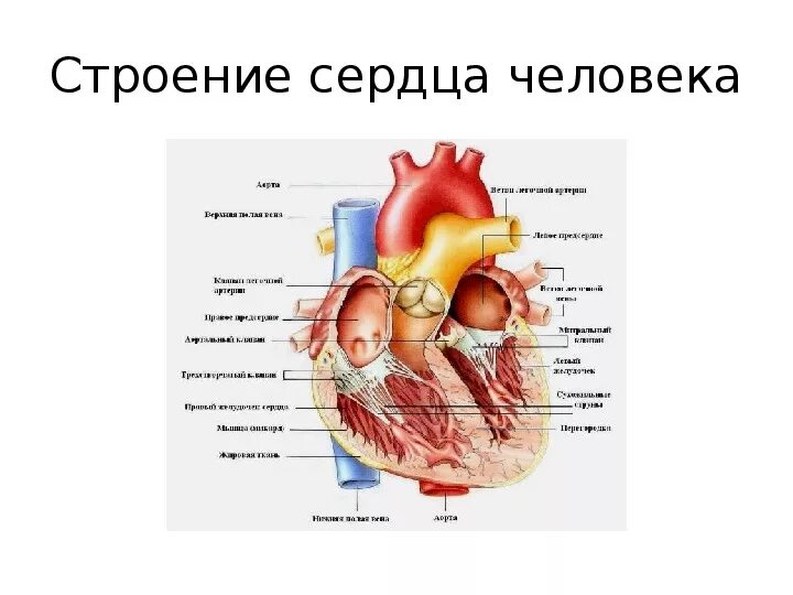 Зарисовать строение сердца. Строение сердца новорожденного. строение сердца человека 8 класс. строение сердца внутри.