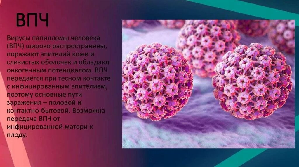 Как передается впч. Впч микробиология.