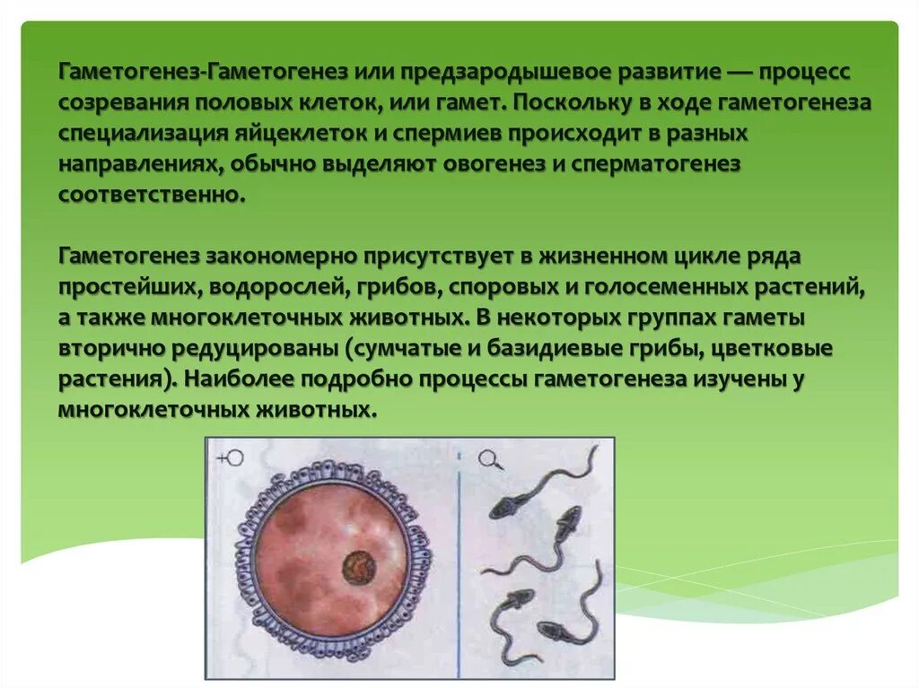 Зрелость клеток. Процесс созревания половых клеток. Процесс развития женских половых клеток - это. Стадии формирования гамет. Образование половых клеток у животных.