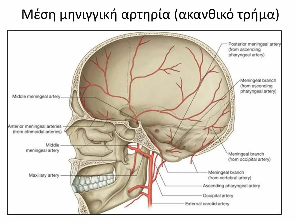 Ветви средней менингеальной артерии. 3 отдел верхнечелюстной артерии. Средняя артерия на латинском. Средняя оболочечная артерия анатомия. Менингеальная ветвь затылочной артерии.