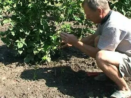 Как рассадить ежевику