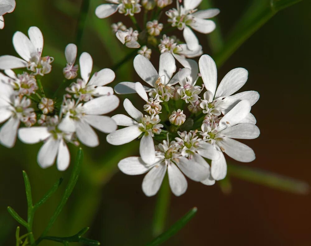 272 Green Leaf Cilantro Coriander Bloom Stock Photos - Free & Royalty-Free Stock