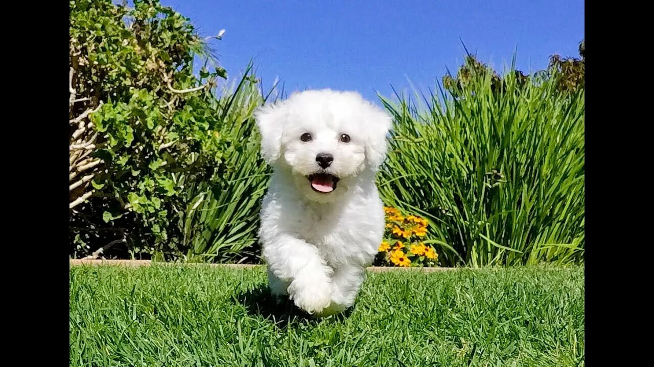 le-park-toys-bichon-frise-ultimo-machito-entrega-ya-D_NQ_NP_803153-MLA2664213691