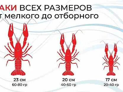 Раки тверь