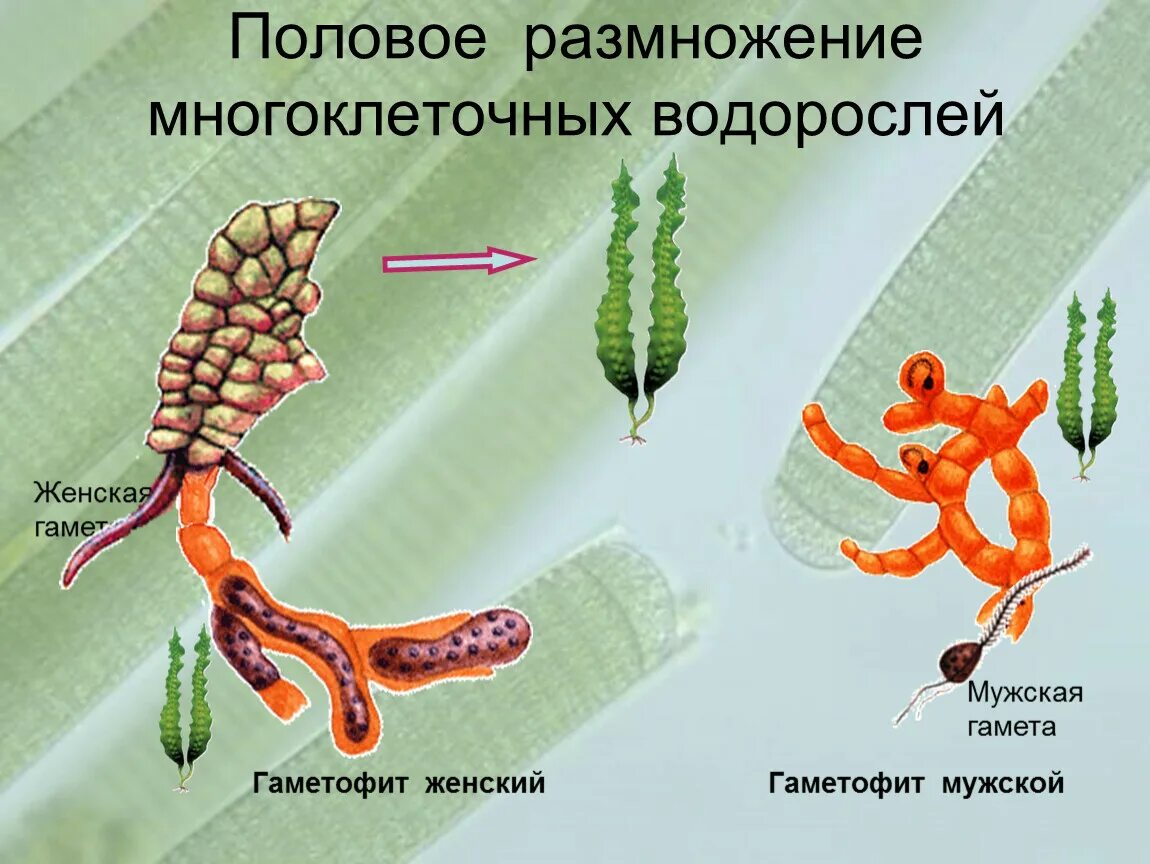 Водоросли оплодотворение. Половое размножение многоклеточных водорослей. Многоклеточные водоросли размножаются. Половое размножение ламинарии. Бесполое размножение многоклеточных водорослей.