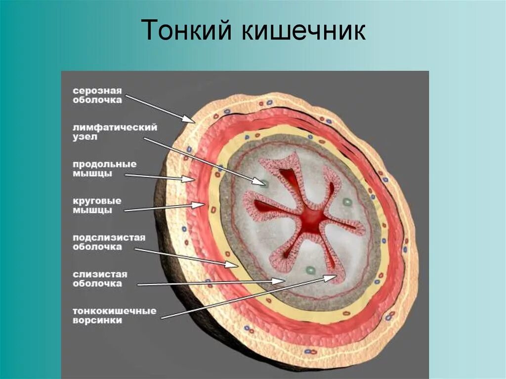 Срез кратко. Строение кишечной оболочки. Строение тонкого кишечника серозная оболочка. Послойное строение стенки кишки. Строение слоев тонкого кишечника.