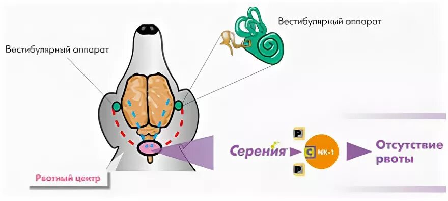 К вестибулярному аппарату относится. Вестибулярный аппарат собаки. Вестибулярный аппарат собаки анатомия. Вестибюльный аппарат у собак. Вестибулярный аппарат собаки строение.