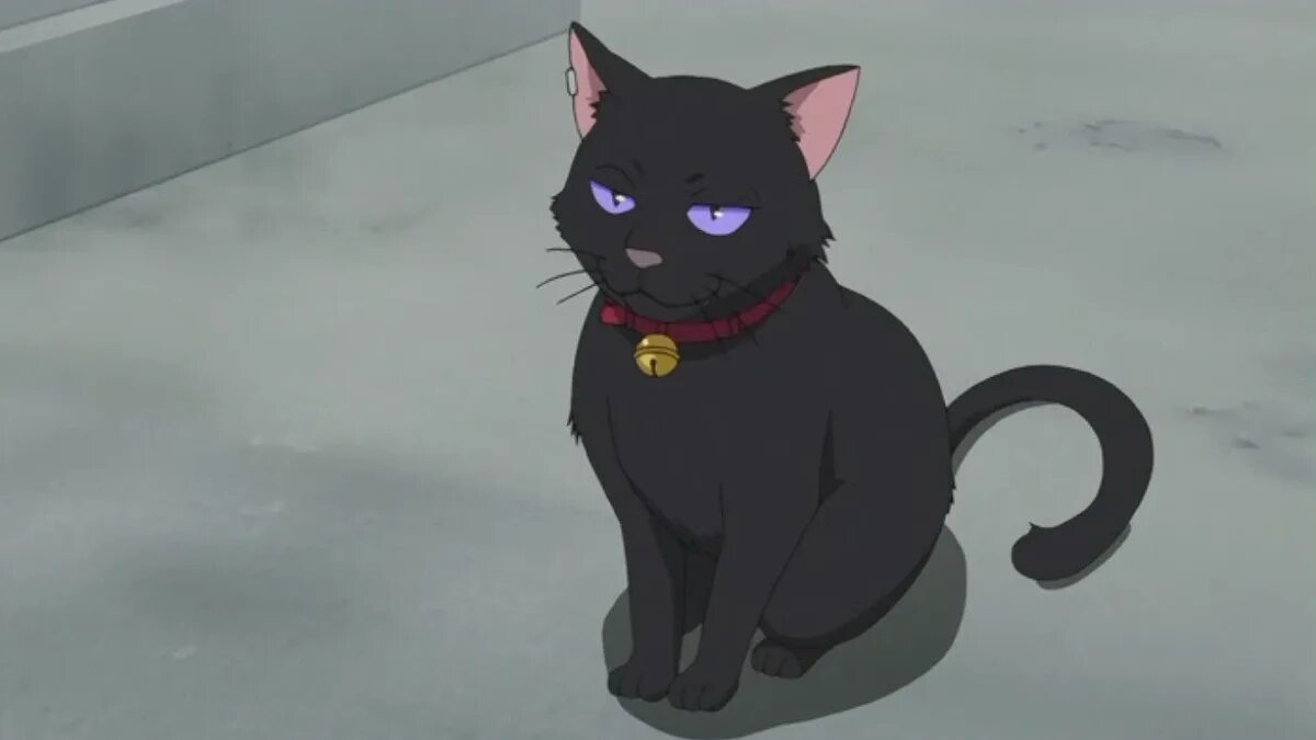Тадеус котик