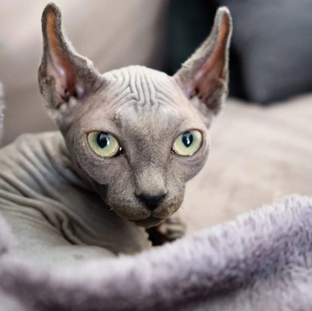 Котята эльфы