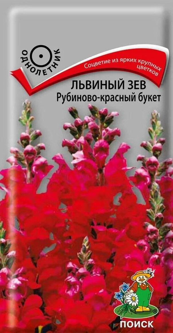 Зев красный. Львиный зев (Антирринум) рубиново-красный букет. Антирринум львиный зев семена. Львиный зев рубиново-красный букет. Семена цветы львиный зев рубиново-красный букет.