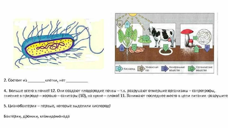Почва состоит из клеток. Почва состоит из клеток