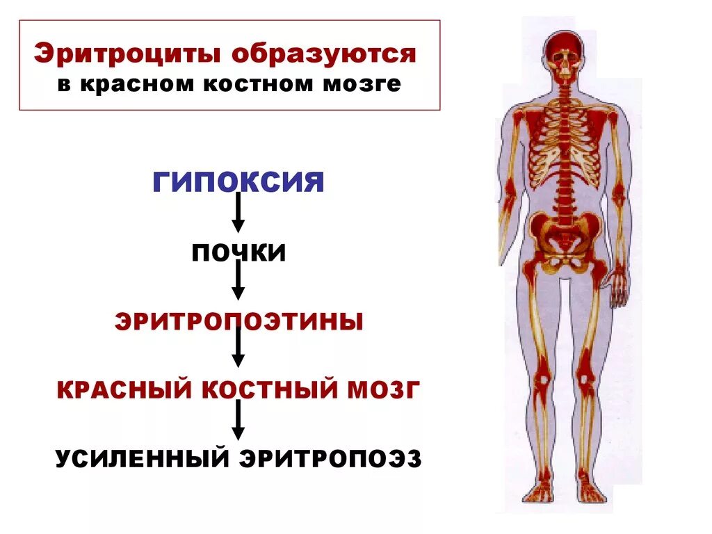 Костный мозг где находится. Расположение красного костного мозга. Локализация красного костного мозга. Красный костный мозг расположен. Красный костный мозг расположение в организме.