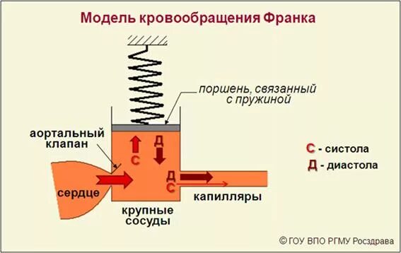 Гидродинамическая модель кровообращения. Модель кровообращения франка. Гидродинамическая модель системы кровообращения. Электрическая модель гемодинамики. Электрическая модель кровообращения.