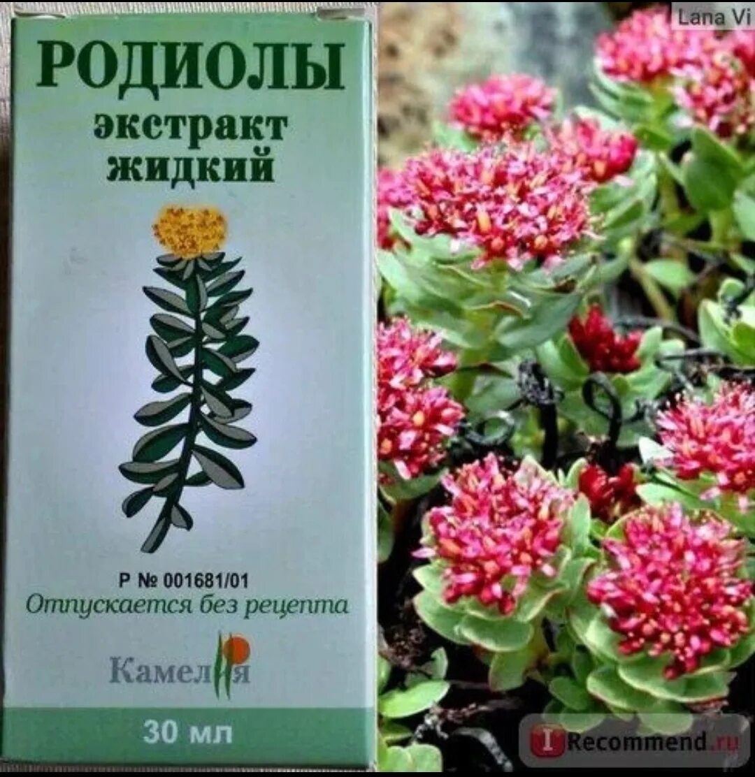 Радиола розовая противопоказания. Родиола розовая Rhodiola rosea. Родиола розовая Толстянковые. Родиола розовая золотой корень экстракт. Родиола розовая ареал.