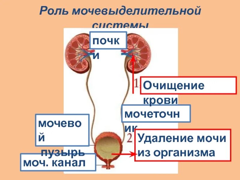 Мочевыделительная система мочевая система человека. Мочевыделительная система почки мочеточники. Выделительная система человека мочевой пузырь. Выделительная система строение почки 8 класс.