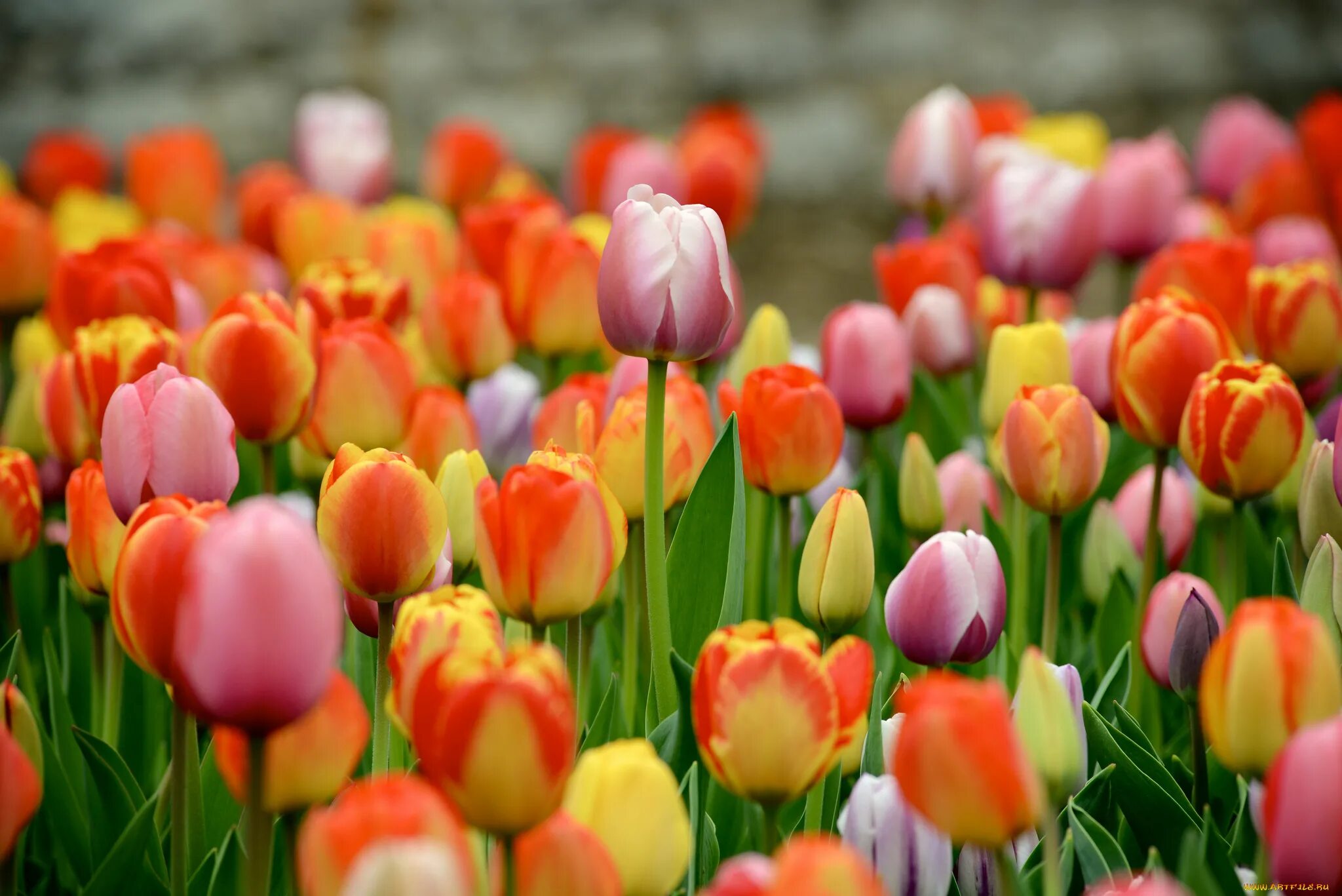 Тюльпан danija. Цветы тюльпаны. Тюльпан либридже. Альпийские тюльпаны. Тюльпан vesna.