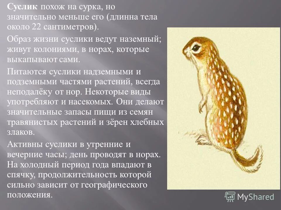 Сообщение о суслике. Краткая информация о бурундуке. Интересные факты о сусликах. Суслик кратко. Сурок обыкновенный байбак.