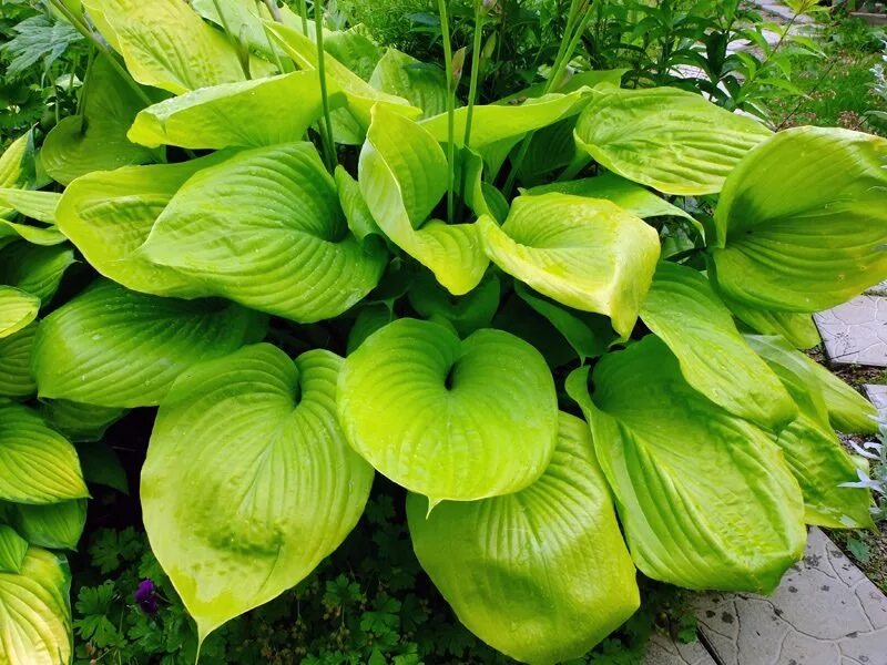 хоста гигантская empress wu. хоста hosta sum & substance. хоста сан субстанс. хоста (hosta `empress wu`). хоста гибридная сам энд сабстенс.