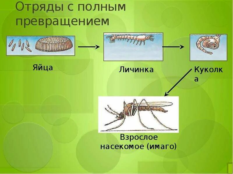 Насекомых с полнымпревращ. Насекомые с полным превращением. Отряды с полным превращением. Отряды с полнымпревращ.