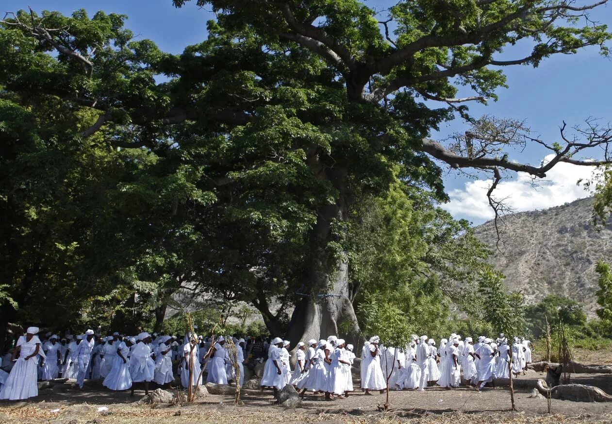 Священное дерево. Деревья Гаити. Святое дерево. Священное дерево мусульман.