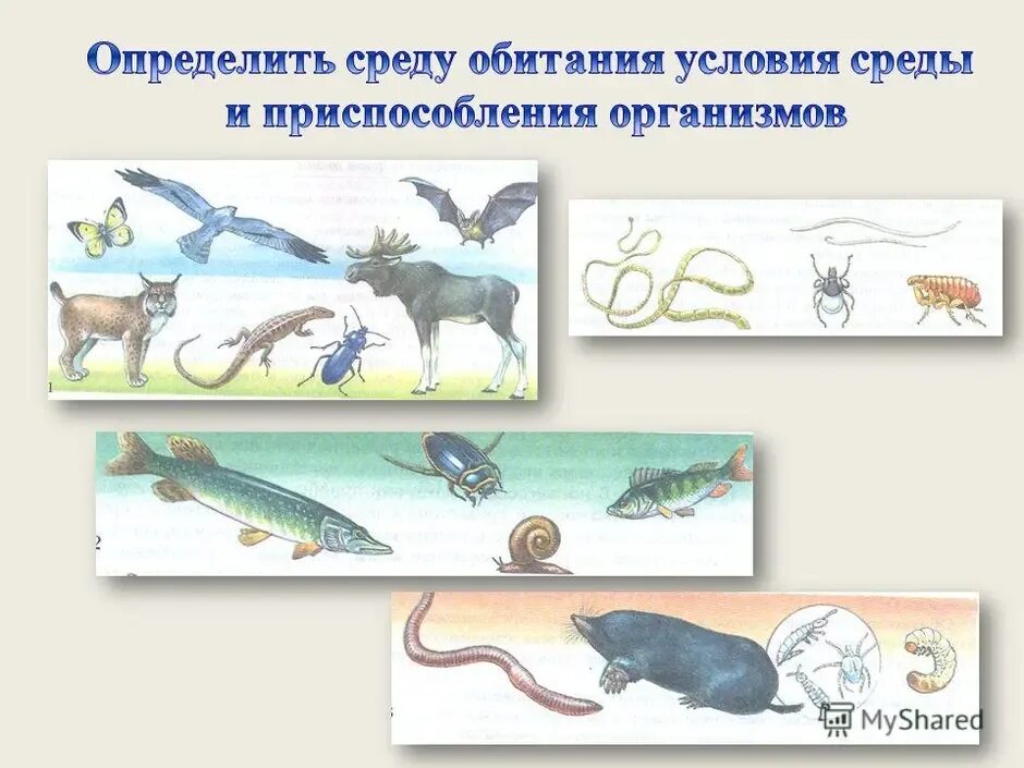 Обитатели другого организма. Обитатели разных сред обитания. организмы разных сред обитания. среды жизни животных. организмы водной среды обитания.