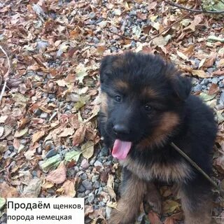 Щенки без документов красноярск