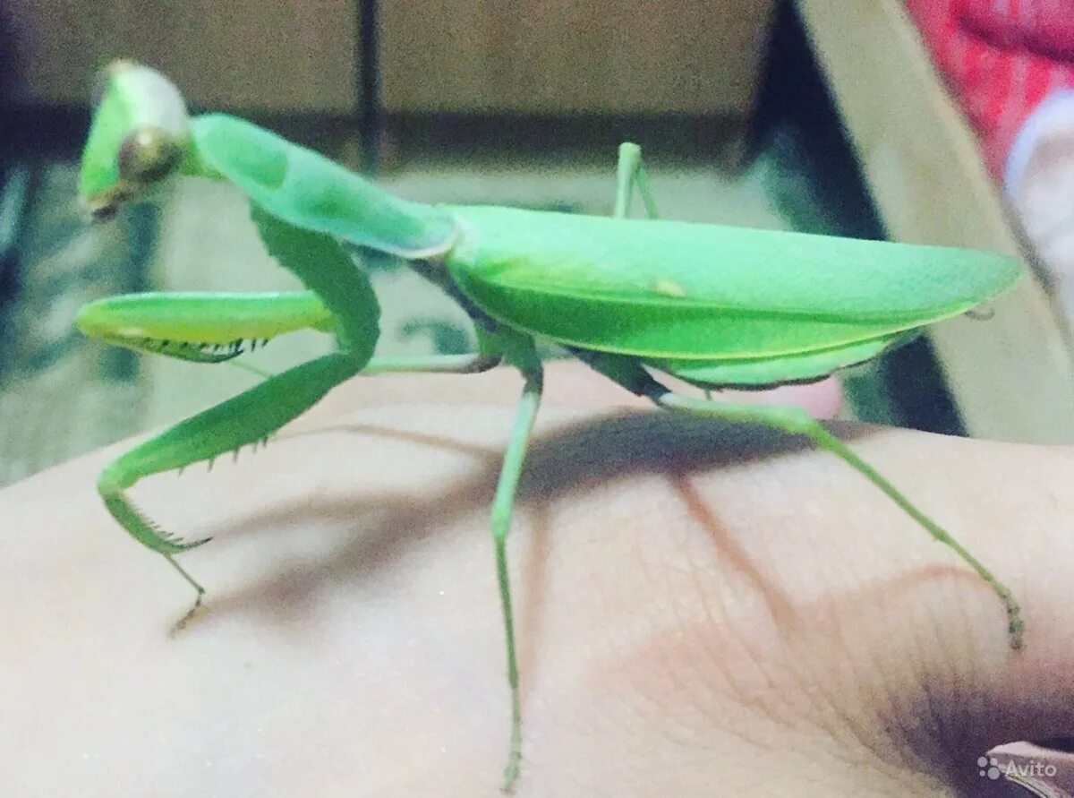 Богомол обыкновенный. Самка богомола спаривание. Богомол каннибал. Богомол спаривание. Богомол самка и самец.