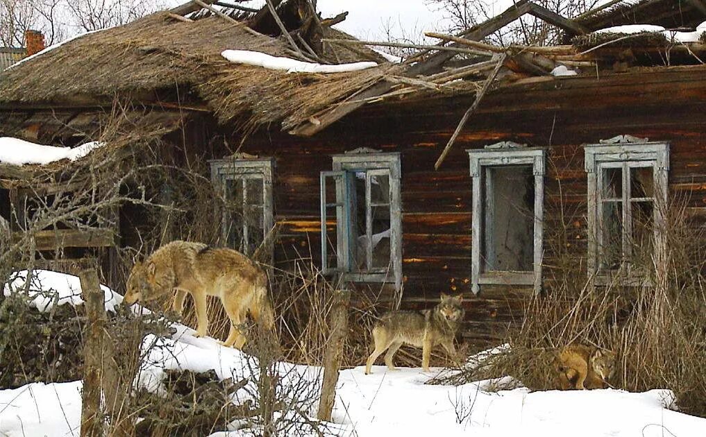 Живу в зоне отчуждения. Одичавшие коровы чернобыльской зоны. чернобыль природа сейчас. чернобыльская зона отчуждения природа. животные зоны отчуждения чернобыльской.