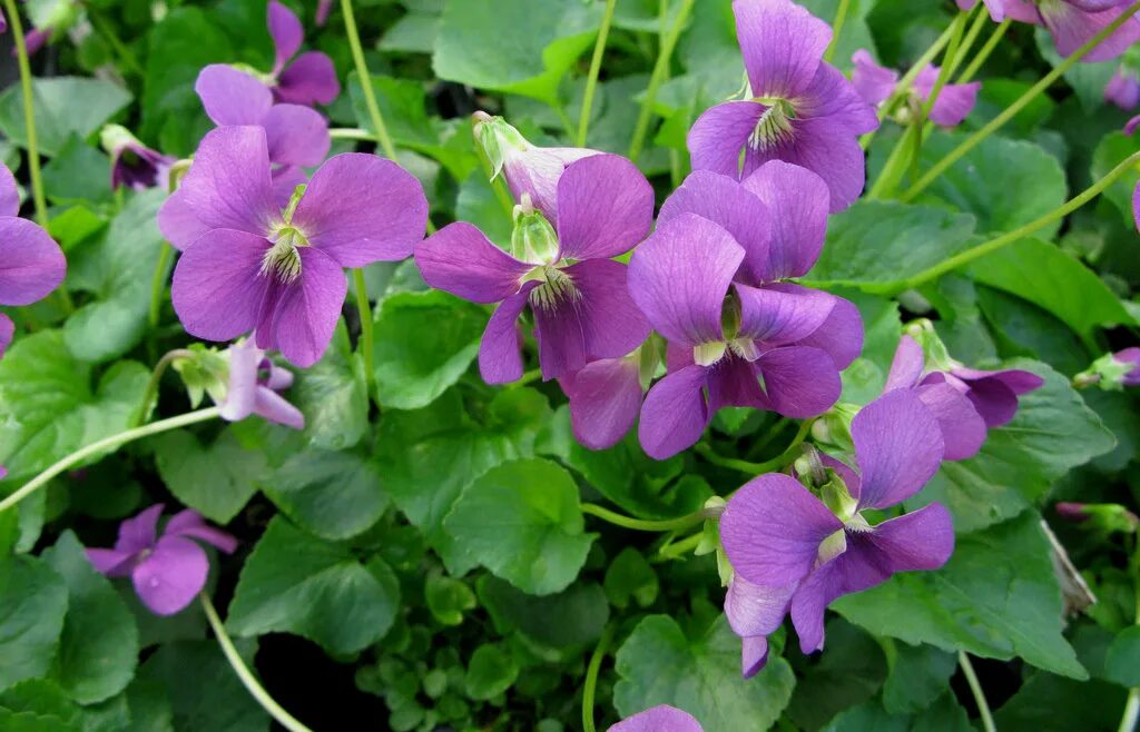 Фиалка (виола) сестринская рубра. Фиалка сестринская albiflora. Фиалка сестринская рубра. Фиалка сестринская мотыльковая. Фиалка (виола) сестринская рубра.