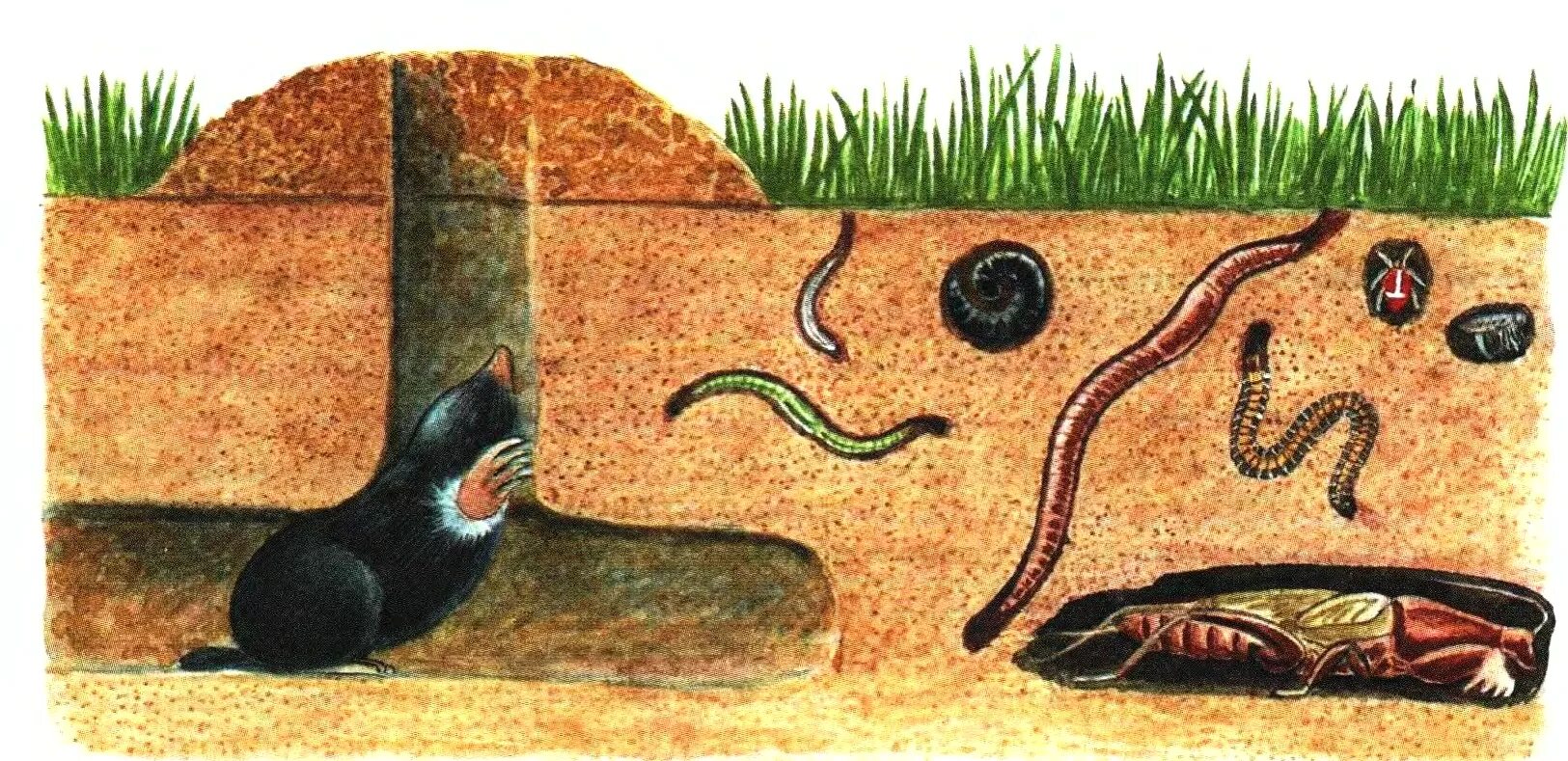 Подземная жизнь крота. Черви обитатели почвенной среды. Геобионты геофилы Геоксены. Животные почвы. Почва и подземные обитатели.