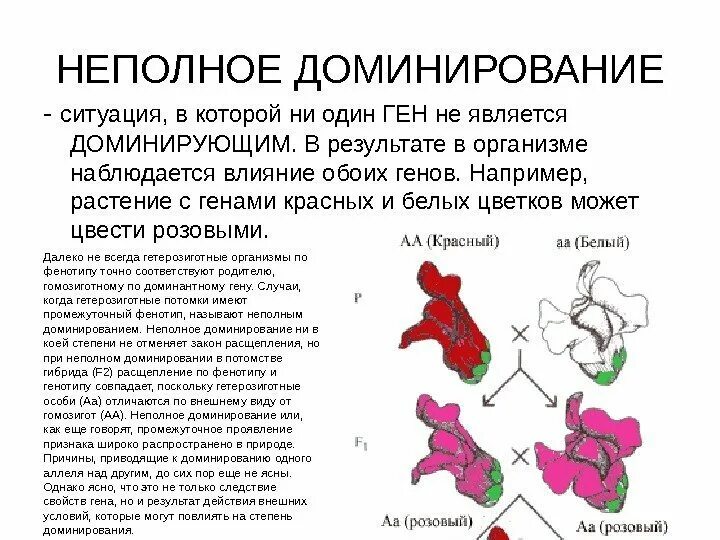 Неполное доминирование это в генетике. Расщепление признаков при неполном доминировании. Неполное доминирование у человека. Неполное доминирование болезни. Принцип неполного доминирования