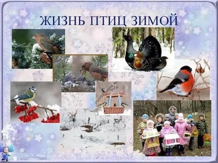 Птицы в зимнем лесу окружающий мир