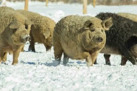 Свиньи венгерской породы описание породы