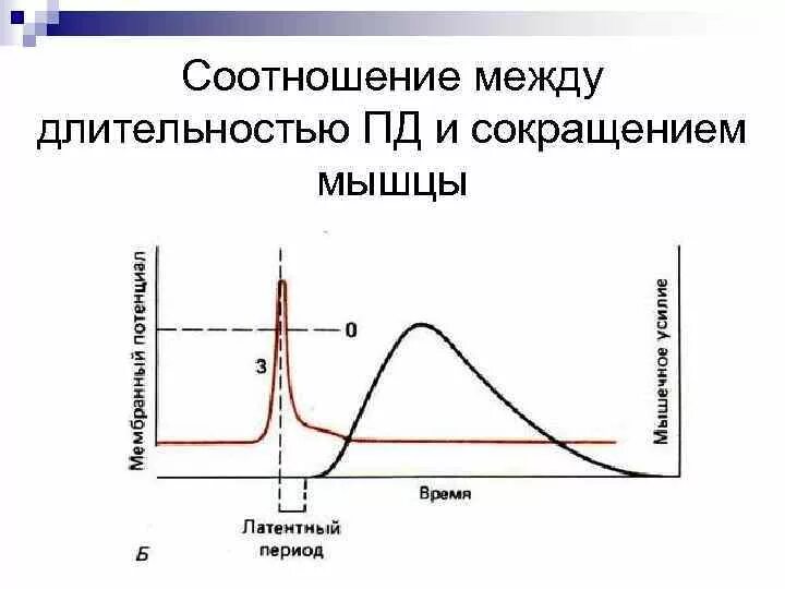 Пд мышц. Потенциал действия мышечного волокна. пд скелетной мышцы график. потенциал действия скелетной мышцы. фазы потенциала действия мышечного волокна.
