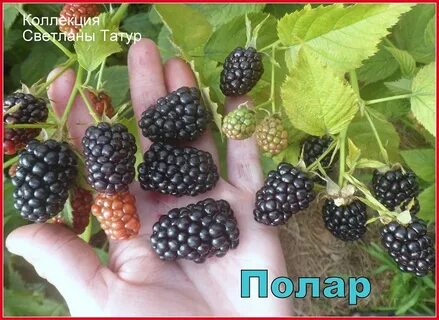 Полар ежевика описание сорта фото отзывы садоводов